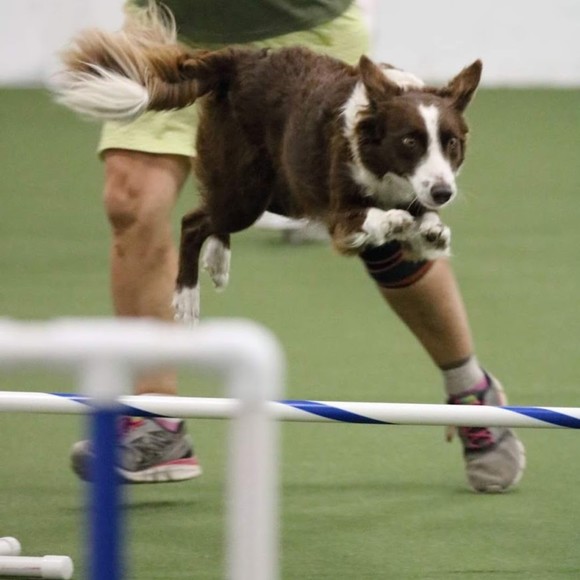 resqpet